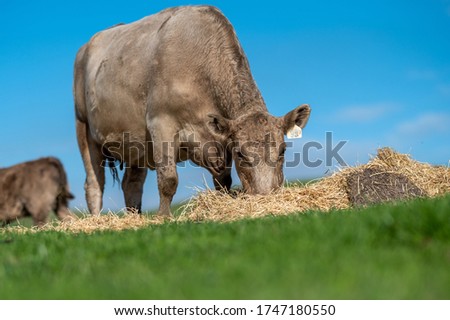 Beautiful Cows eating hay and grass. The Cattle are on pasture in Australia Сток-фото © 