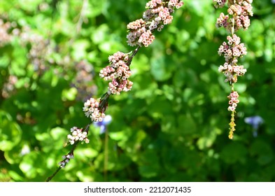 Beautiful Cranberry Bush Flowers In Garden