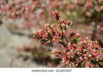 Beautiful Cranberry Bush Flowers In Garden