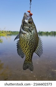 A beautiful crappie on a hook with worms