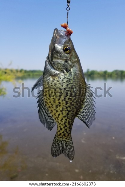 A beautiful\
crappie on a hook with worms