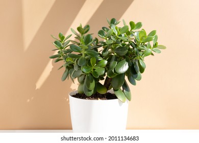 Beautiful Crassula ovata, Jade Plant,Money Plant, succulent plant in a white pot in the sun on a beige background. Home decor and gardening concept.