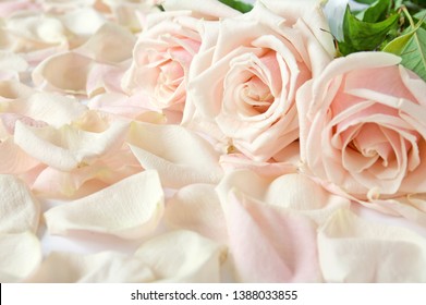 Beautiful Cream Roses Bunch With Petals