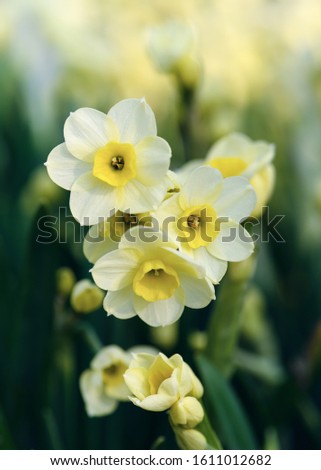 Beautiful creme yellow narcissus Minnow flowers growing in a spring garden. Nature background. Selective focus.