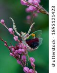 the beautiful creobroter gemmatus mantis in the flower