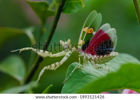 the beautiful creobroter gemmatus mantis in the flower