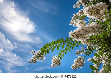 Beautiful crepe myrtle blooms in morning light with blue sky in background. Crepe myrtle or Lagerstroemia indica or Saru-suberi.