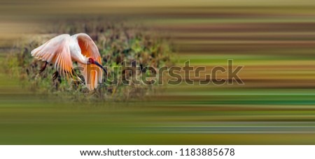 Similar – Great crested grebe displaying mating feathers on water