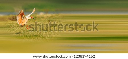 Similar – Golf Flag on Pristine Green at Sunset surrounded by lush trees in the warm glow of sunset. Perfect for illustrating the beauty of golf, nature, and serene outdoor sports.