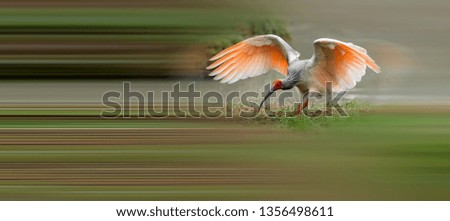 Similar – Image, Stock Photo bird Beautiful Ocean