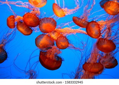 Beautiful Crimson Red Jellyfish With Deep Blue Background Monterrey