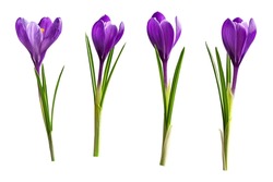 Beautiful Crocus Flowers Isolated On White Background For Your Greeting Card Design