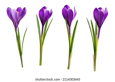 Beautiful crocus flowers isolated on white background for your greeting card design