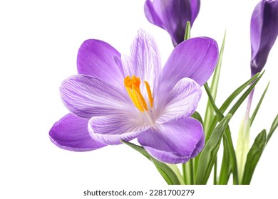 Beautiful crocus flowers isolated on white background - Powered by Shutterstock