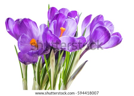 Beautiful crocus flowers isolated on white background. Spring nature decoration