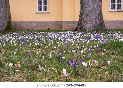 Beautiful crocuses.In spring time in the park.  - Powered by Shutterstock