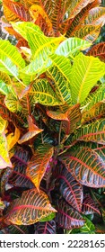 beautiful croton or Codiaeum variegatum leaves in garden. - Shutterstock ID 2228165105