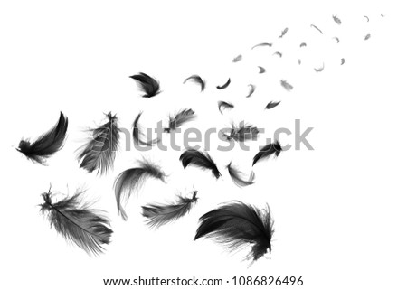 Beautiful crow black feathers floating in air isolated on white background 