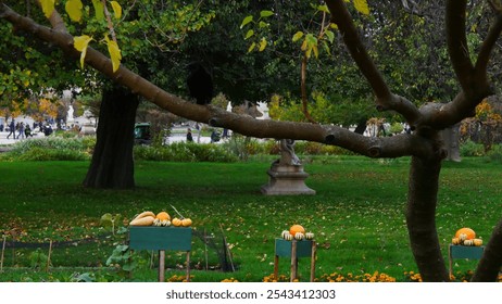 Beautiful crow or large black bird perched on a branch or on an urban metal gate, in a large Parisian garden, under the weather and colors of autumn, background of very green grass and yellow foliage - Powered by Shutterstock