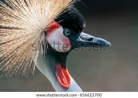 Similar – Image, Stock Photo suspicion Bird Zoo