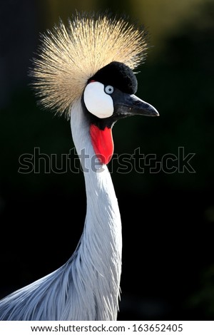 Beautiful Crowned Crane bird backlit by the sun