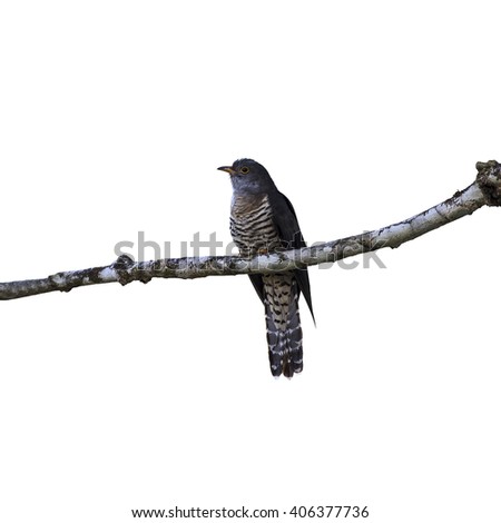Beautiful of Cuckoo Bird, Indian Cuckoo (Cuculus micropterus) isolate on white background.
