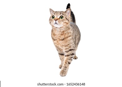 Beautiful curious cat Scottish Straight standing isolated on a white background