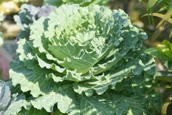 Beautiful Curly Carving Leaves Cabbage, Decorative Leafy Cabbage
