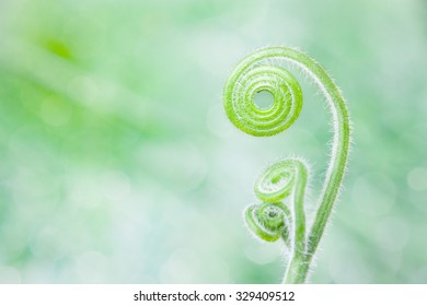 Beautiful curly twig pattern on green background