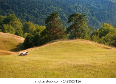 Beautiful Curved Hill With Sheep Heard