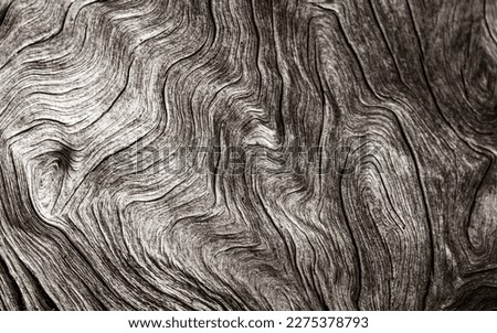 Similar – Image, Stock Photo Elephant eye? Knothole