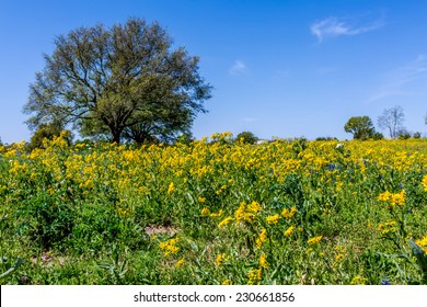 Beautiful Cut Leaf Groundsel (Packera tampicana) Bright Yellow Texas Wildflowers with Large Live Oak Tree