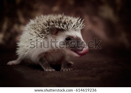 Beautiful Cute Baby Hedgehog Spring Background Stock Photo Edit Now