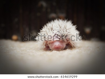 Beautiful Cute Baby Hedgehog Spring Background Stock Photo Edit Now