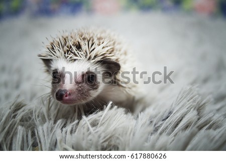 Beautiful Cute Baby Hedgehog Spring Background Stock Photo Edit Now