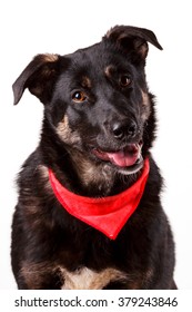 Beautiful Cute Black And Tan Mutt Dog In Red Bandana Collar Isolated