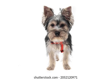 Black Yorkie Images Stock Photos Vectors Shutterstock