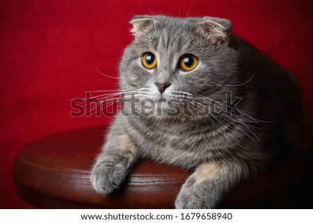 Similar – Image, Stock Photo big eyes Animal Pet Cat 1