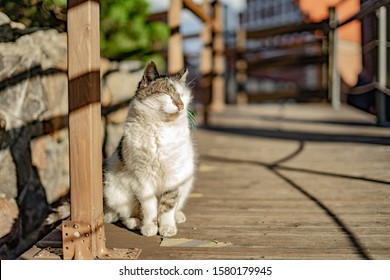beautiful cute cat  taking sun bath at street of old town - Shutterstock ID 1580179945