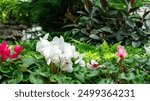 beautiful cute colorful flowers inside conservatory green house