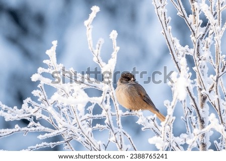 Beautiful and cute corvine, Siberian jay (Perisoreus infaustus) perched on a snowy branch on a cold winter morning at Finnish taiga forest