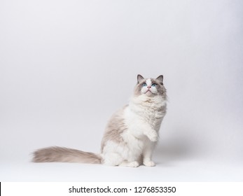 A beautiful cute female blue bicolor Ragdoll purebreed cat on a white background. - Powered by Shutterstock