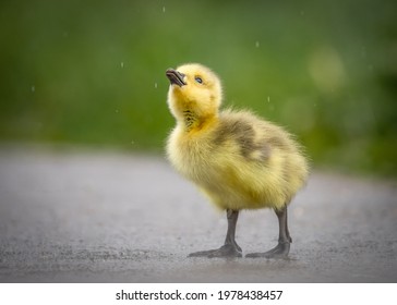 Beautiful cute fluffy yellow baby gosling chick isolated alone no people. Spring wild Canada goose fledgling fowl newborn looking up no other ducklings or goslings.