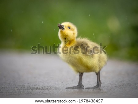 Beautiful cute fluffy yellow baby gosling chick isolated alone no people. Spring wild Canada goose fledgling fowl newborn looking up no other ducklings or goslings.