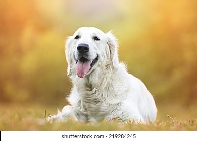 beautiful and cute fun golden retriever / labrador dog in sunset nature - Shutterstock ID 219284245