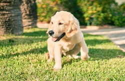 Beautiful And Cute Golden Retriever Puppy Dog Having Fun At The Park Sitting On The Green Grass. Lovely Labrador Purebred Doggy