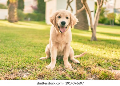 小さい犬 の画像 写真素材 ベクター画像 Shutterstock