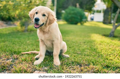 Beautiful and cute golden retriever puppy dog having fun at the park sitting on the green grass. Lovely labrador purebred doggy - Shutterstock ID 1922263751