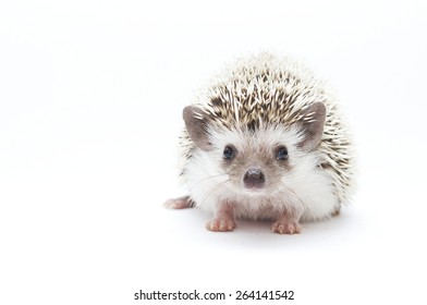 Beautiful Cute Hedgehog Baby Rodent Atelerix Albiventris