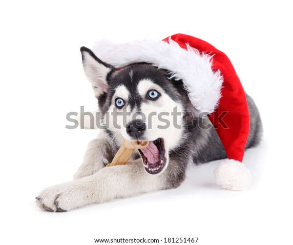 husky santa hat